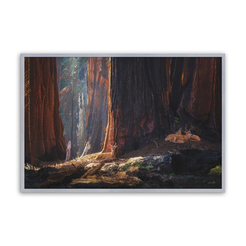 «Deer at the séquoias I» par Martin Podt, reproduction d'art, 30 W x 20 H, Silver, Framed Print