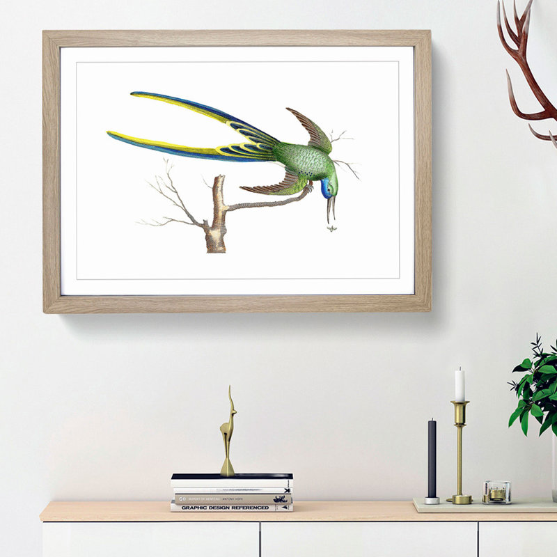 Fork-Tailed Hummingbird by George Shaw - Framed Print, 27cm H x 36cm W x 2cm D, Oak Framed