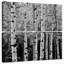 Alvord Aspens en automne BW-109145532