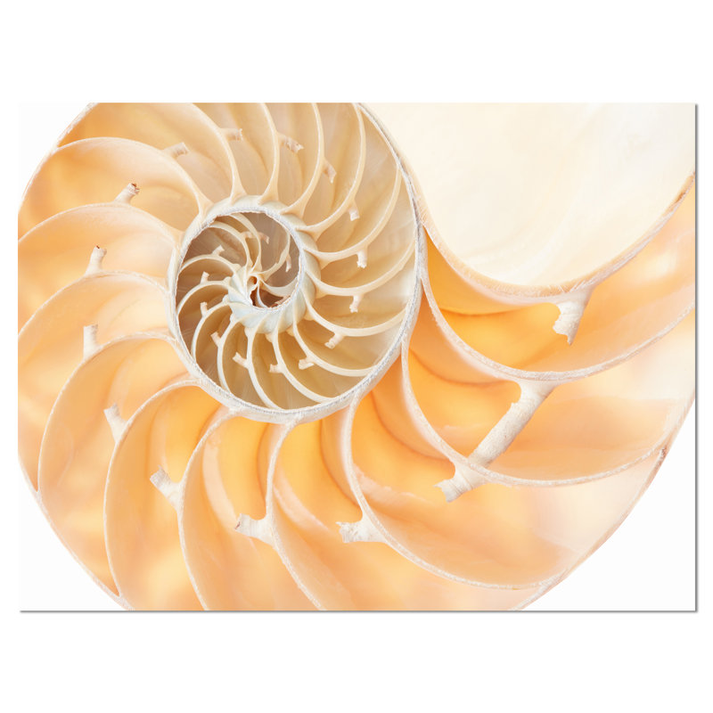 Nautilus brun clair - reproduction d'art graphique sur toile tendue, H 30 po x l 40 po x P 1 po