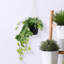Artificial Plant