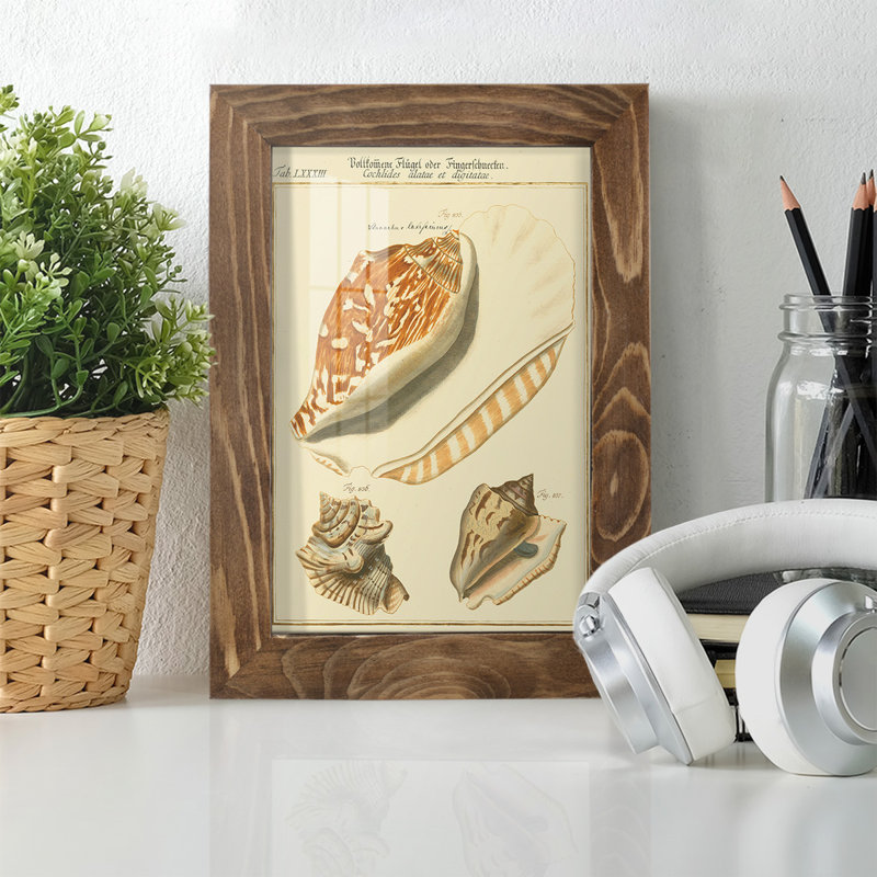 Coquilles de martini antique III sur papier, H 6 po x l 4 po x P 1 po, Noyer