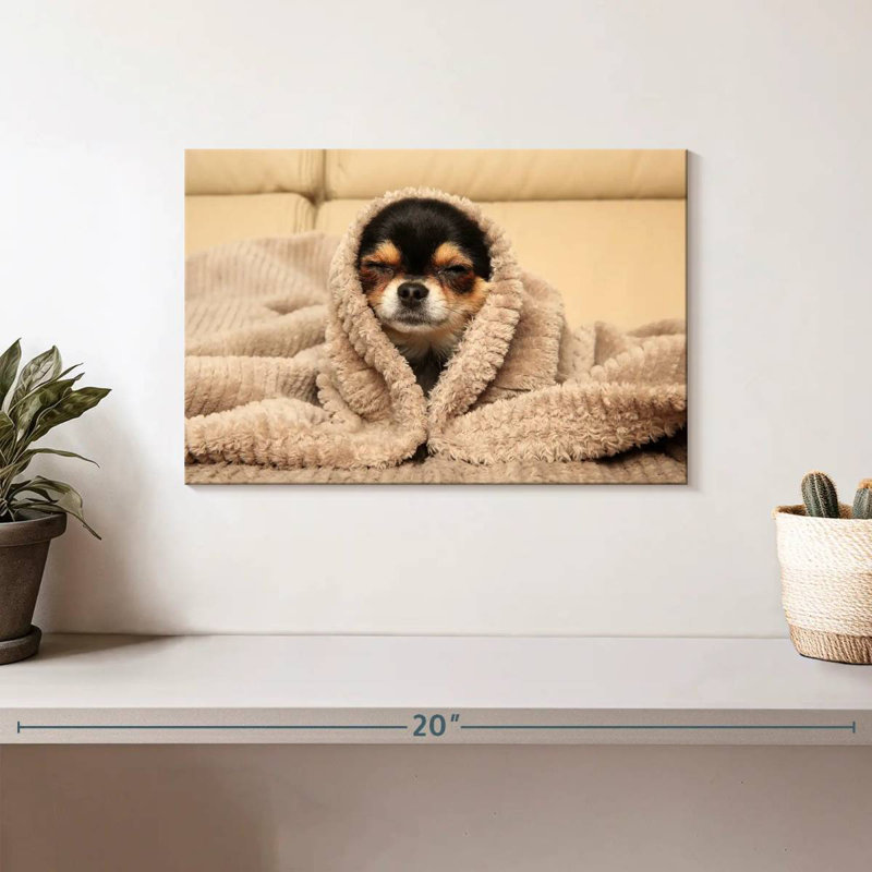 Chihuahua douillet Brampt