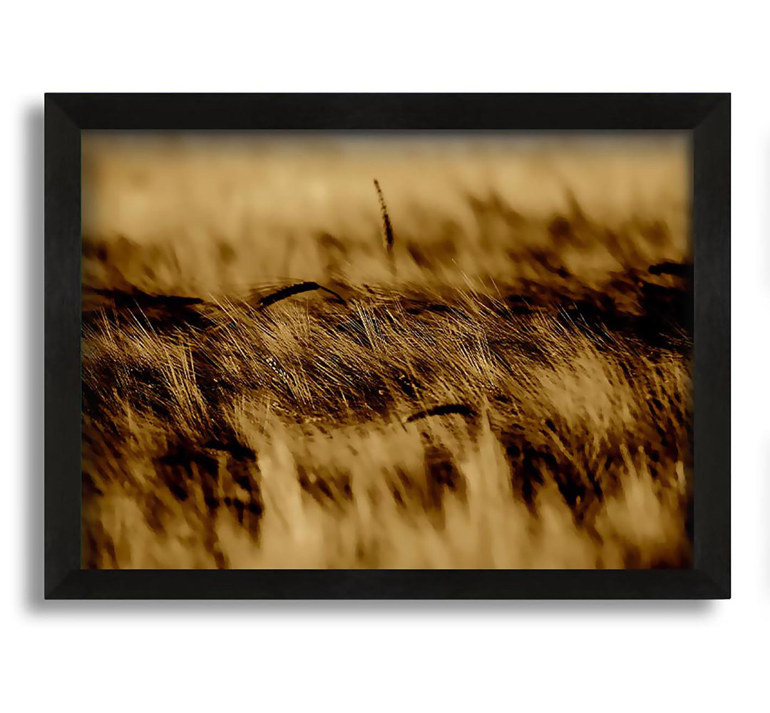 Gerahmtes Leinwandbild Wheatfield Sepia