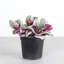 Live Tradescantia Nanouk Plant-2018534586