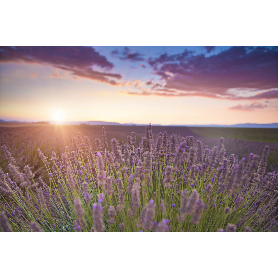 Sonnenuntergang in der Provence - Leinwandbild