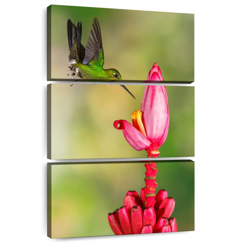Brampt Green Crowned Hummingbird, 57" H x 36" W