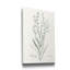 «Botanical Study in Sage I», reproduction d'art sur toile tendue-290736814