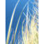 Dune Grasses Print by Petra Trimmel-65794989-65794990