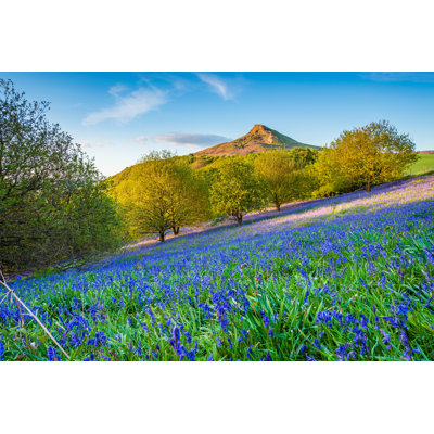 Bluebell Slope and Roseberry by Unknown - Wrapped Canvas Photograph