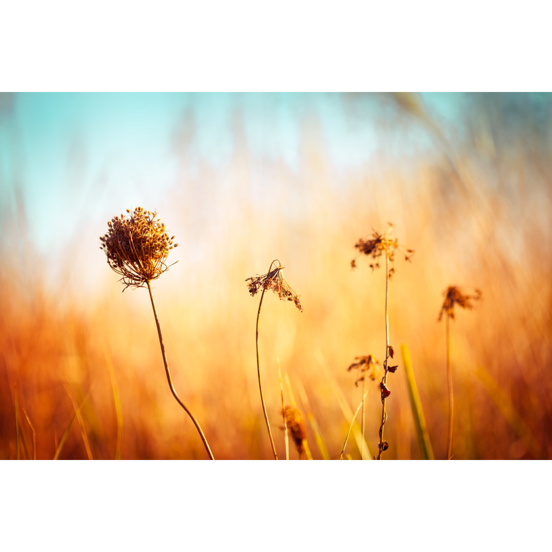 Herbst Hintergrund von Jasmina007 - Drucken