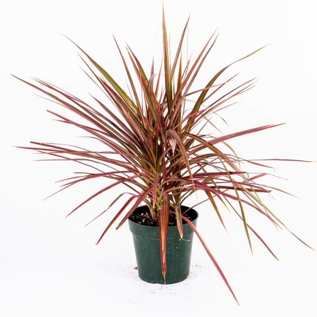 Low Light American Plant Exchange Dracaena Colorama Dragon Tree, Vibrant Live Plant, 6-Inch Pot, Easy Care, Air Purifying Houseplant American Plant Exchange