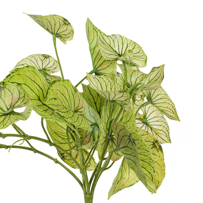 15 plantes, Vert clair