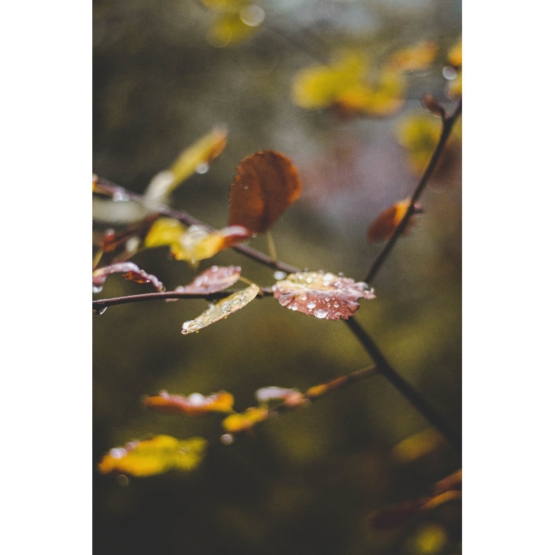 Automne 1, L 24 po x H 36 po x P 1,25 po