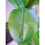 Anlin 120cm Faux Banana Tree in Pot