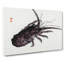 Crayfish by Kono Bairei - Wrapped Canvas-55315327