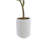 7FT Olive Tree KD