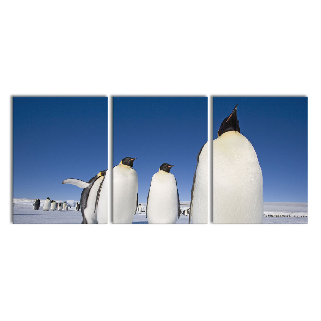 'Giant Tree in the Jungle' 3 Piece Emperor Penguins in the Antarctic Photographic Art Print on Canvas
