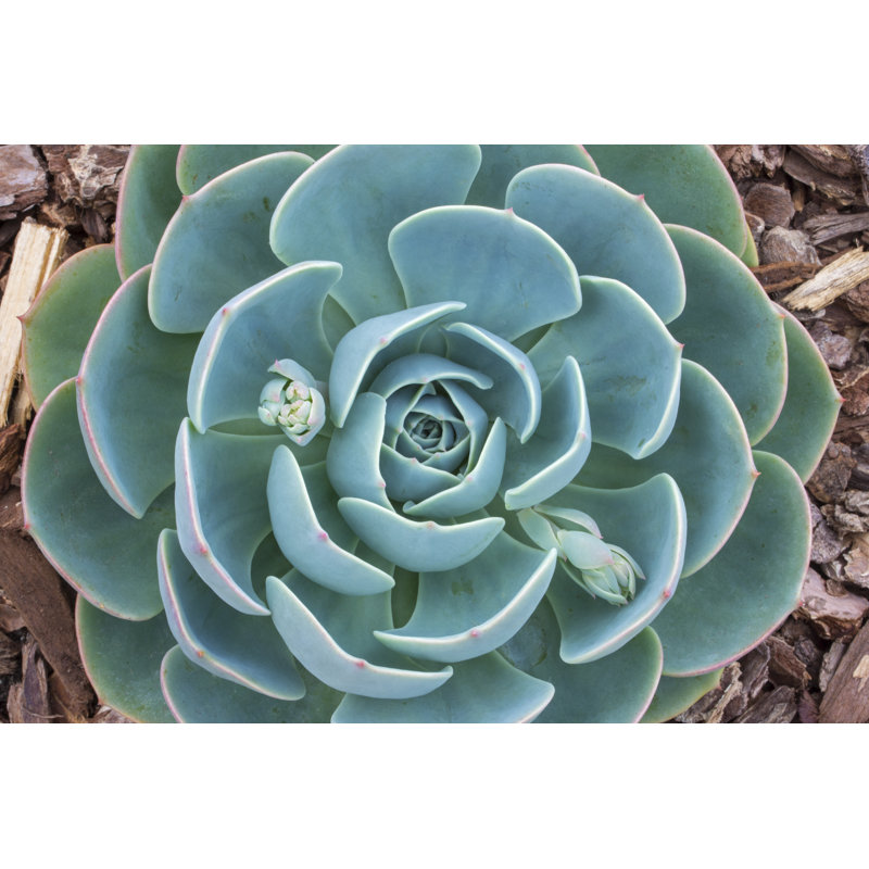 Closeup Echeveria Succulent - Wrapped Canvas Print, 30cm H x 46cm W