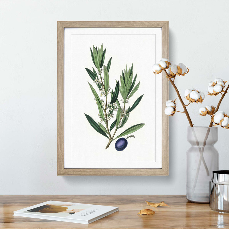 Olive Tree Flowers Illustration - Picture Frame Painting Print, Oak Framed, 36cm H x 27cm W x 2cm D
