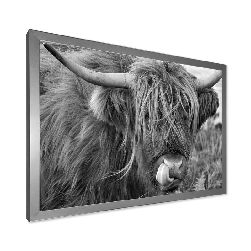«Scottish Cow on Moorland II» - photographie sur toile, H 30 po x l 40 po x 1,5 po, Encadrement argenté