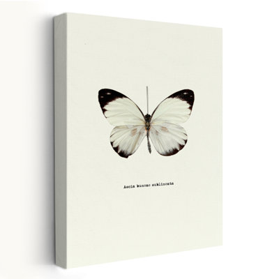White Butterfly - Animals Butterflies Art