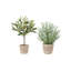PLANT 2PK POT ROSEMARY 12IN OLIVE 16IN
