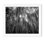 Bamboo Forest - Picture Frame Photograph on Paper 