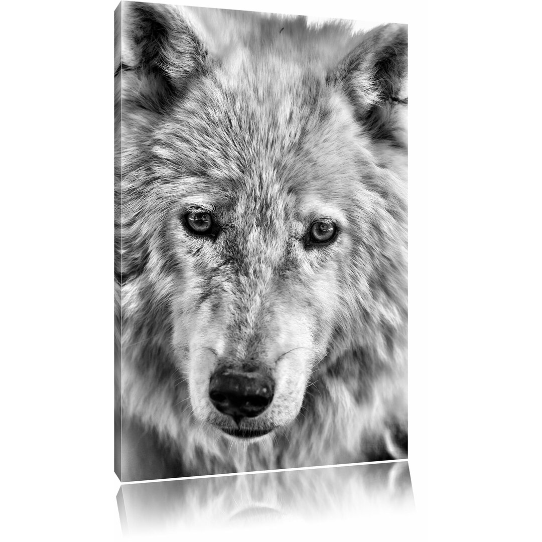 Leinwandbild Wunderschöner Polarwolf in Monochrom