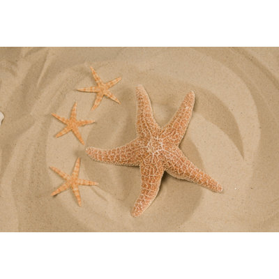 Four Starfish In Sand - Wrapped Canvas Art Prints