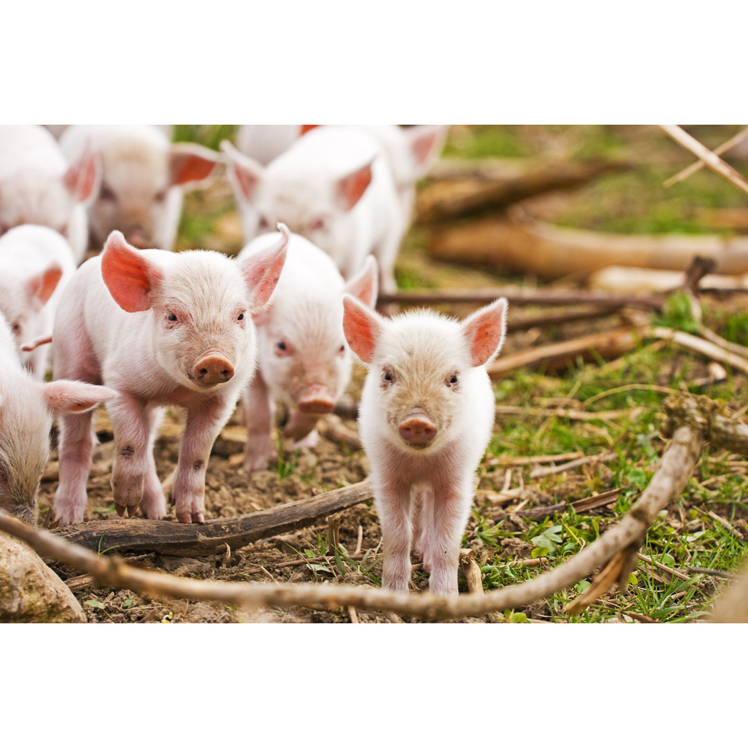 Leinwandbild Gruppe kleiner Ferkel zu Fuß durch Zweige von Phant