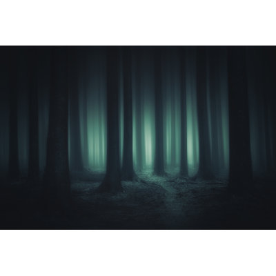 «Dark and Scary Forest» par Mimadeo - photographie sur toile tendue