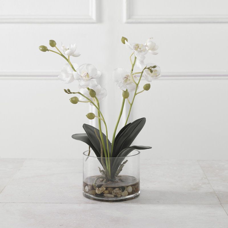 Uttermost Glory Orchid