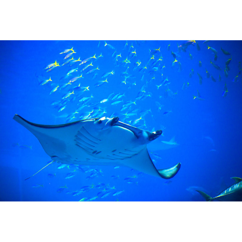Manta Ray In Okinawa Churaumi Aquarium, 30cm H x 46cm W 