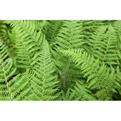 Fern Close Up by Bouillante