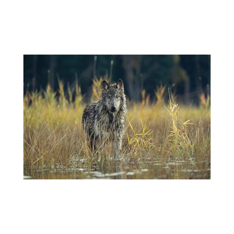 Timber Wolf Pauses While Walking Through Lake, Montana by Tim Fitzharris - Wrapped Canvas Print, 20.32 cm H x 30.48 cm W