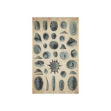 Study Of Sea Shells I Print by Sofia Fox