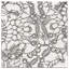 BD Shelby Lace 12X12 Wall Tile