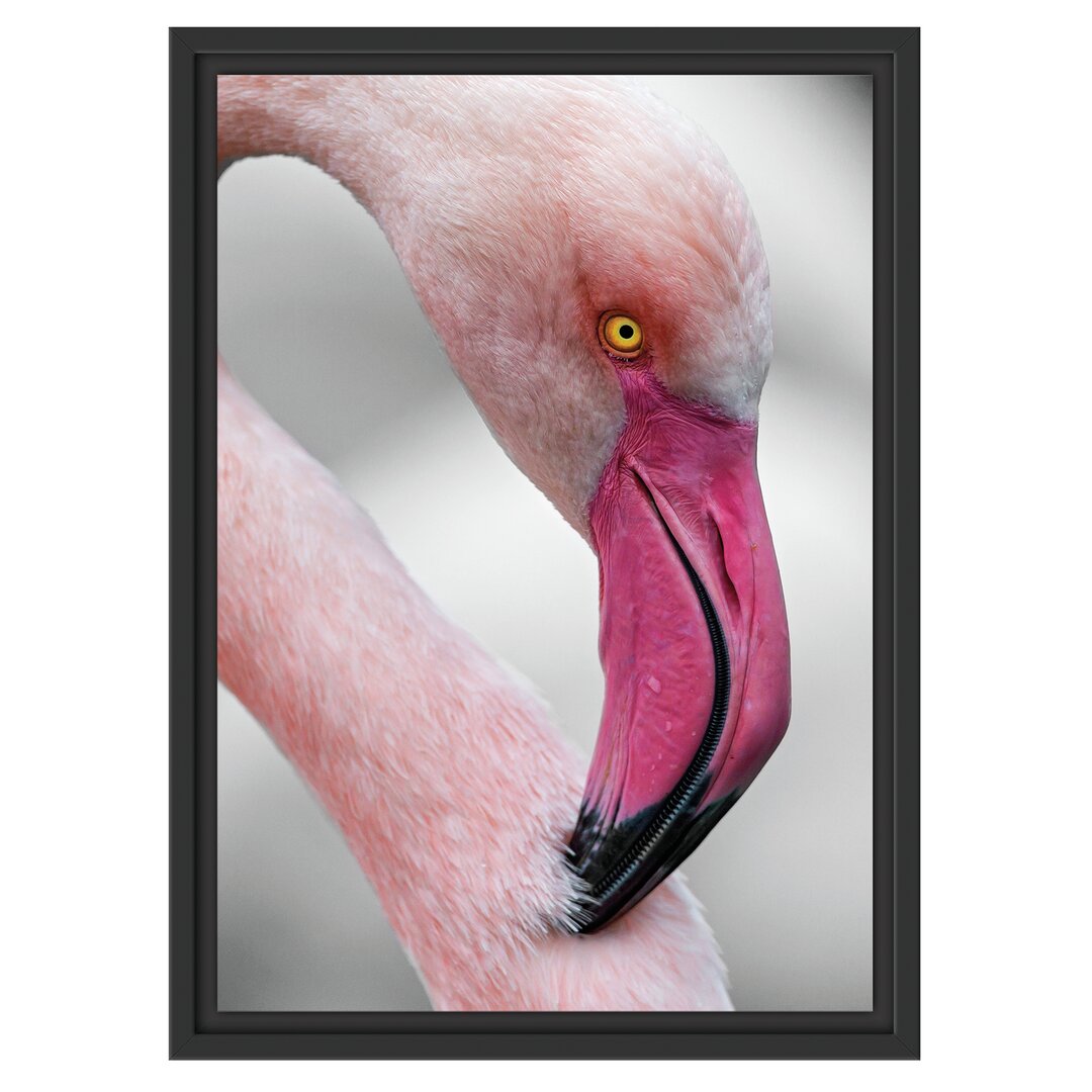 Gerahmtes Wandbild prächtiger Flamingo