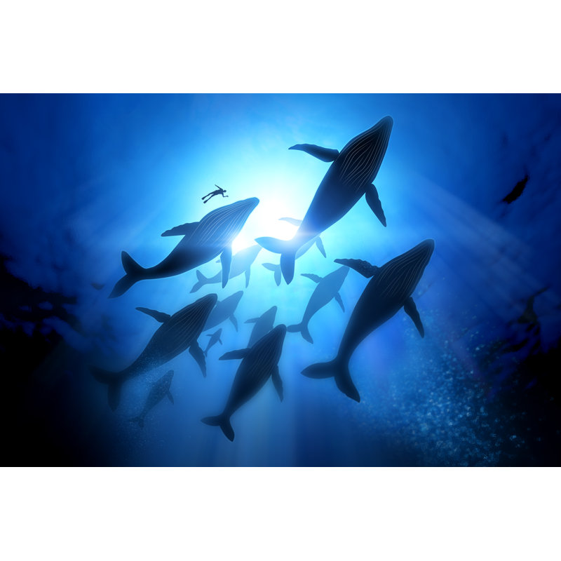 Humpback Whale - Wrapped Canvas Print, 30cm H x 46cm W x 3.8cm D