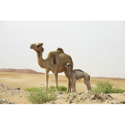 " Camel Stands In Desert " by Michael Wallis