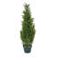 The Holiday Aisle® 38" Cedar Tree
