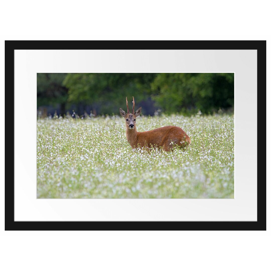 Gerahmter Fotodruck Junger Hirsch auf einer Wiese