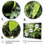 Arbres d'avocat fruits - Art mural fruits-1600086835
