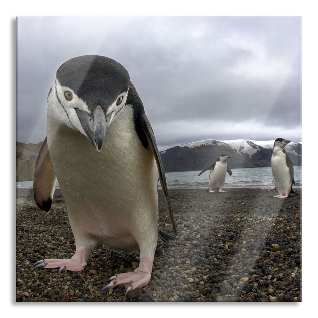 Glasbild Quadratisch | Wandbild Auf Echtglas | Lustige Pinguine | Aufhängung Und Abstandshalter LQ6525