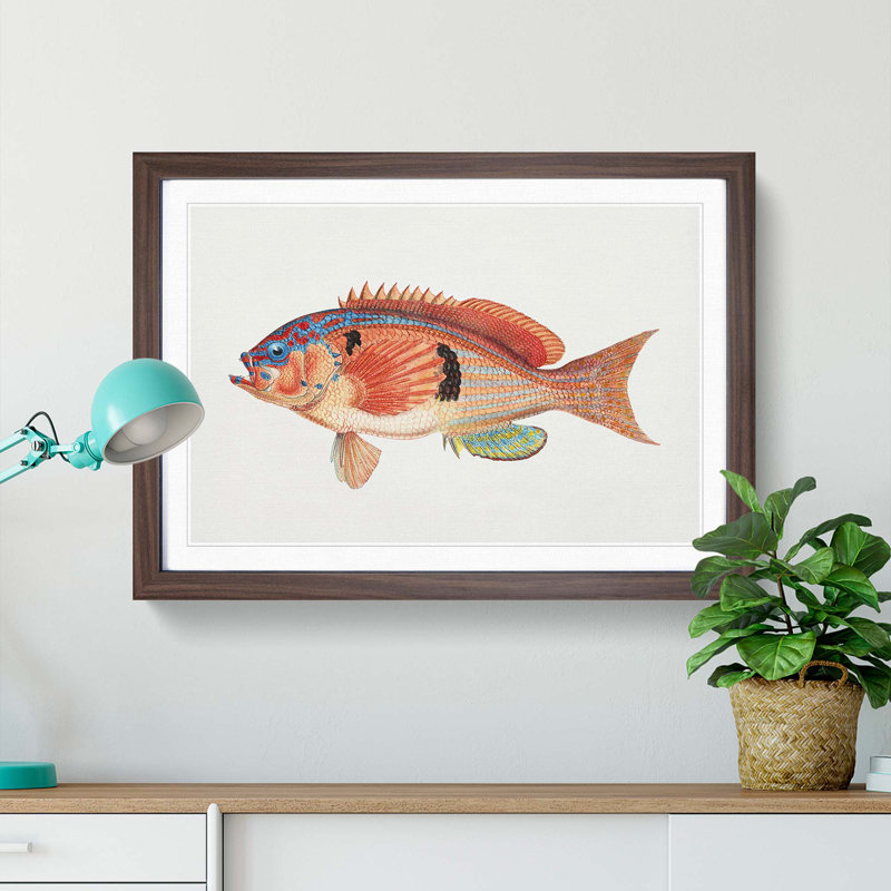 Illustration of a Rockfish by F.E. Clarke - Picture Frame Graphic Art Print, Walnut Framed, 36cm H x 48cm W x 2cm D