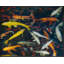 Koi 2 Print by Woodman, Kate-338864715-338864716