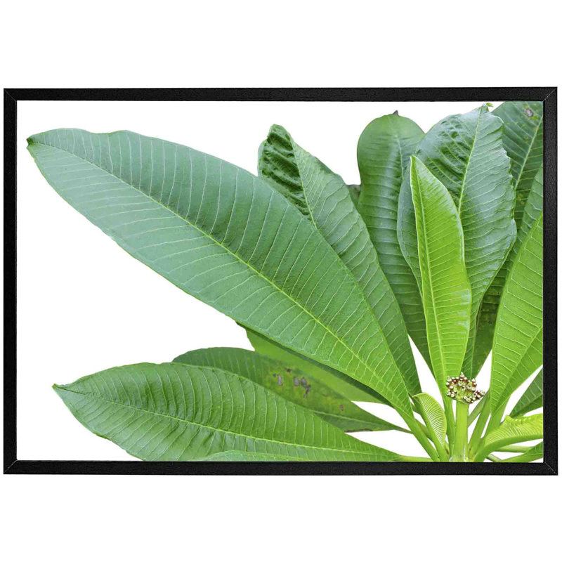 Aaradhy Green Leaves On White - Single Picture Frame Print, 76cm H x 114cm W x 4cm D, Black