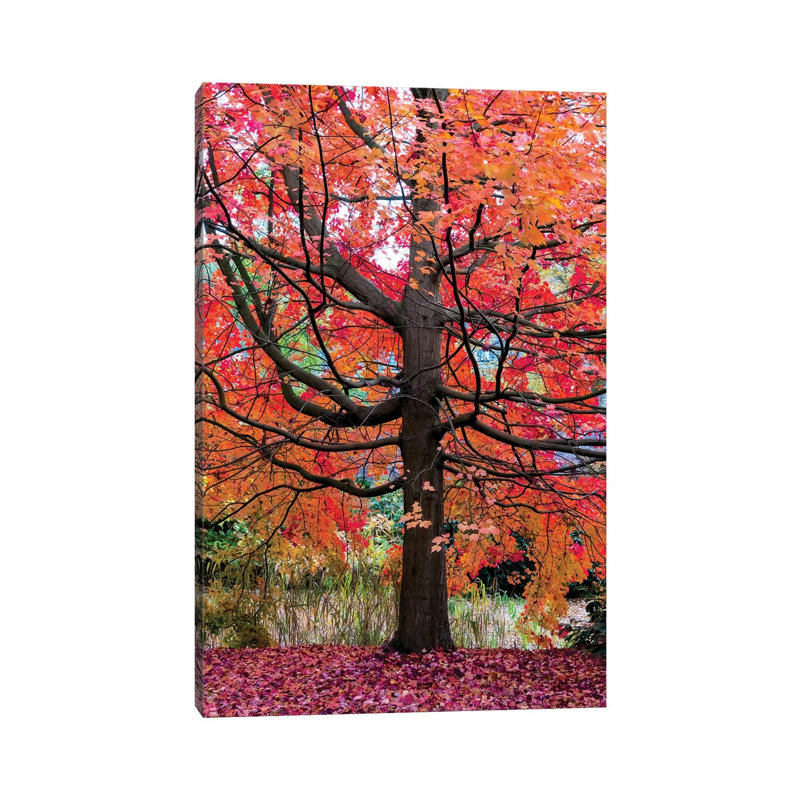 Marvelous Maple by Lars Van De Goor - Wrapped Canvas Print, 66.04 cm H x 45.72 cm W x 1.91 cm D