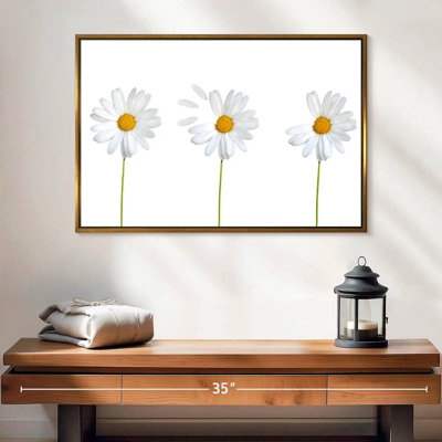 Marguerites plumées